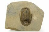 Fossil Hollardops Trilobite - Ventral Preparation #334907-1